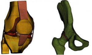 Finite Element Models of the knee joint and the hip joint.